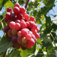 Trauben-Preis der roten Trauben der hohen Qualität roter Trauben